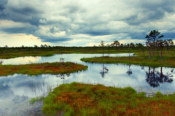 Image showing estonian bog