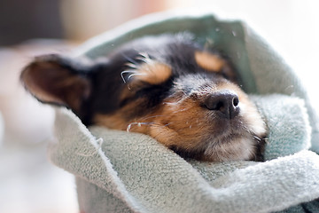 Image showing Sleeping Puppy