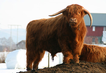 Image showing Highlandcattle, 