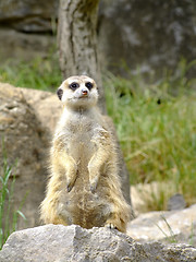 Image showing Meerkat