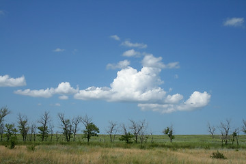 Image showing Bushes and cloudy sky