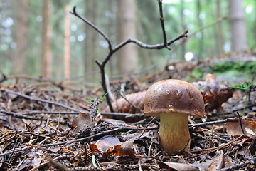 Image showing mushroom in the forest
