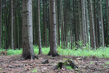 Image showing forest