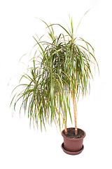 Image showing palm in flowerpot