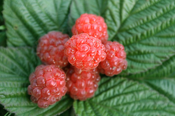 Image showing raspberries on green