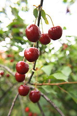 Image showing cherry