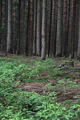 Image showing forest