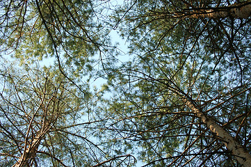 Image showing Pine tree and blue sky