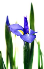 Image showing Iris