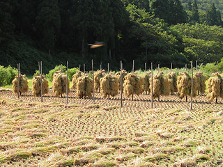 Image showing Rice field in autumn