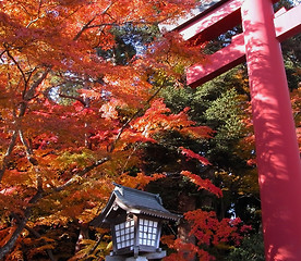 Image showing Autumn temple gate