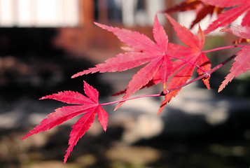 Image showing Red mapple leaves