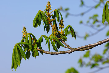 Image showing Young leaf