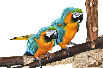 Image showing Blue and yellow Macaw