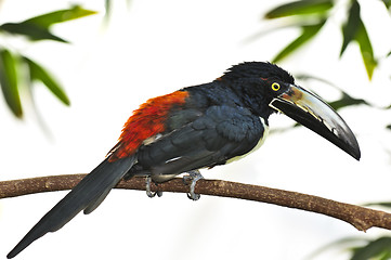 Image showing Collared Aracari toucan