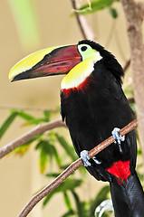 Image showing Chestnut Mandibled Toucan