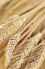 Image showing Wheat ears