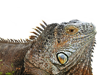 Image showing Green Iguana