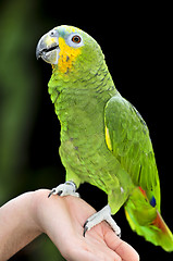 Image showing Yellow-shouldered Amazon parrot