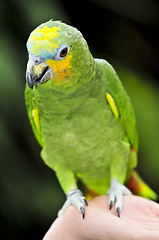 Image showing Yellow-shouldered Amazon parrot