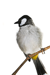 Image showing White-eared Bulbul bird