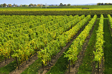 Image showing Vineyard