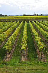 Image showing Vineyard