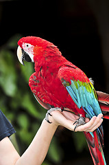 Image showing Scarlet Macaw