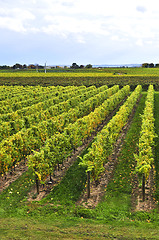 Image showing Vineyard