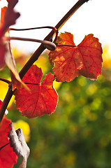 Image showing Closeup of vine leaves