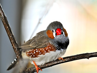 Image showing Zebra finch