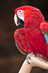 Image showing Scarlet Macaw