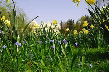 Image showing Little blue flowers