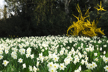 Image showing Spring in Park 