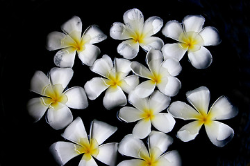 Image showing Fragapani flowers 