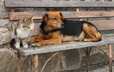 Image showing cat and dog are friends