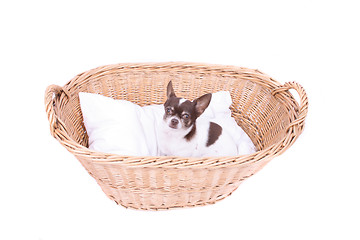 Image showing chihuahua in wicker basket