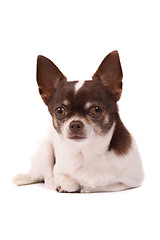 Image showing thinking chihuahua