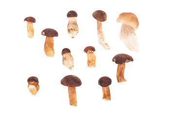 Image showing mushrooms