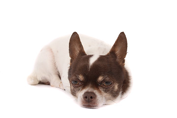 Image showing tired dog