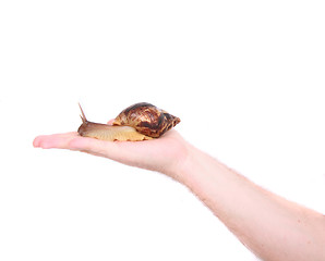 Image showing snail on the hand