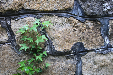 Image showing wall with green plant