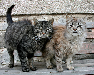 Image showing two cats