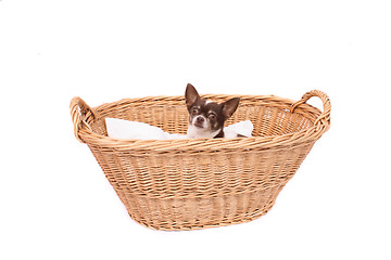 Image showing chihuahua in wicker basket