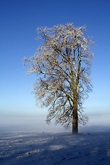 Image showing Lonely snow-covered oak in hoarfrost