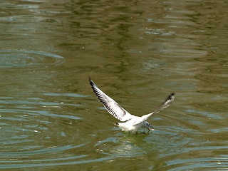 Image showing Gull hunting