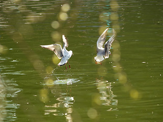 Image showing Gulls hunting
