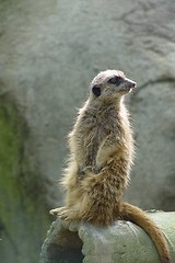 Image showing Curios Meerkat