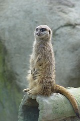 Image showing Meerkat on Duty