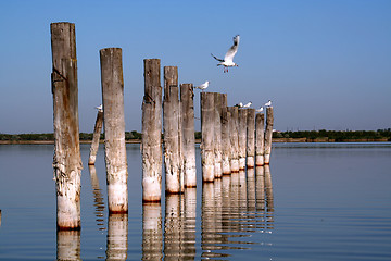 Image showing Columns and flying seagulls